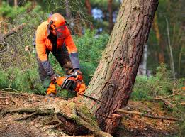 Best Emergency Tree Removal  in Shady Side, MD