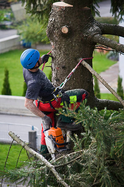 Best Lawn Grading and Leveling  in Shady Side, MD