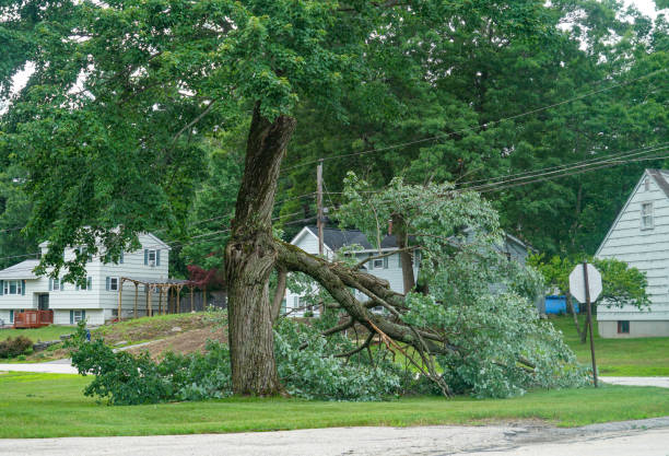 Seasonal Cleanup (Spring/Fall) in Shady Side, MD