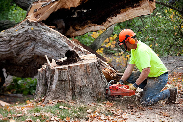 Best Tree Health Inspection  in Shady Side, MD