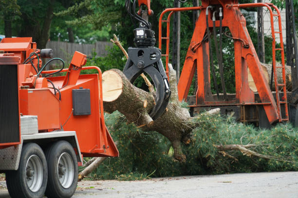 Best Fruit Tree Pruning  in Shady Side, MD