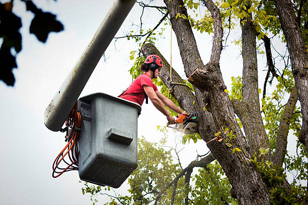 Best Tree Disease Treatment  in Shady Side, MD