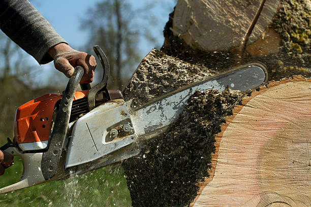 How Our Tree Care Process Works  in  Shady Side, MD